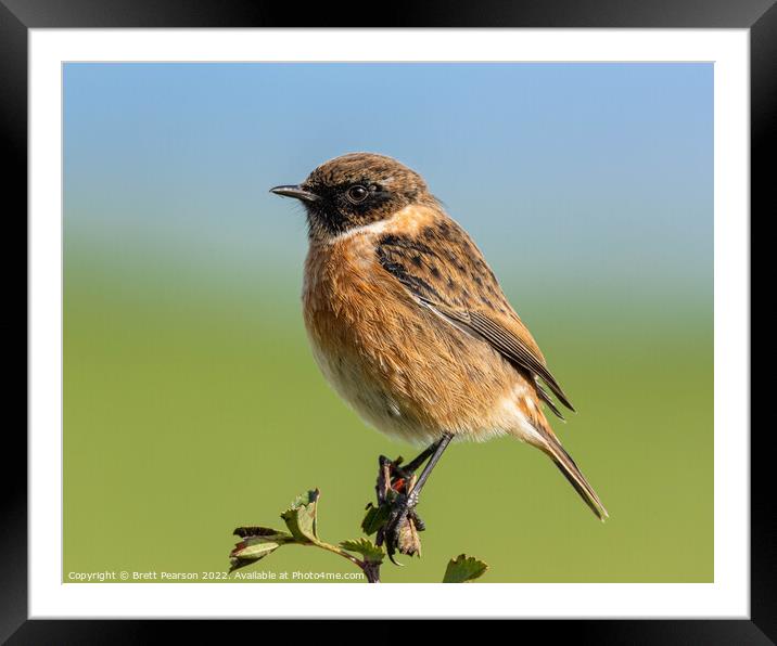 Stonechat Framed Mounted Print by Brett Pearson