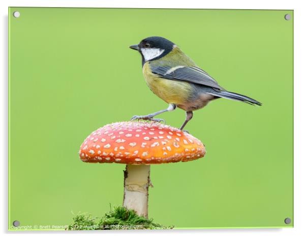 Great tit Acrylic by Brett Pearson