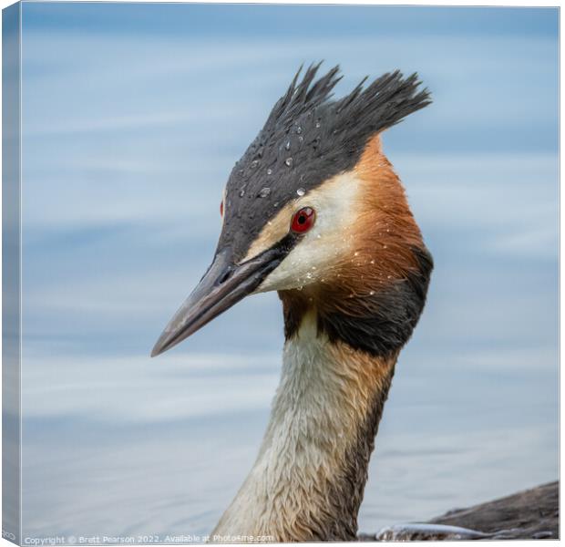 Great Crested Grebe  Canvas Print by Brett Pearson