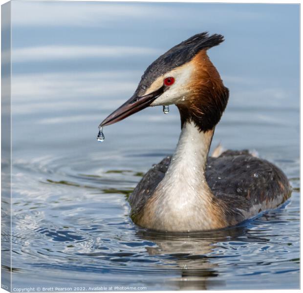 Great Crested Grebe  Canvas Print by Brett Pearson