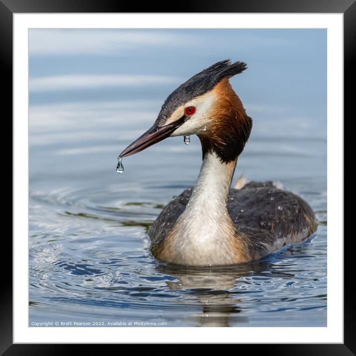 Great Crested Grebe  Framed Mounted Print by Brett Pearson