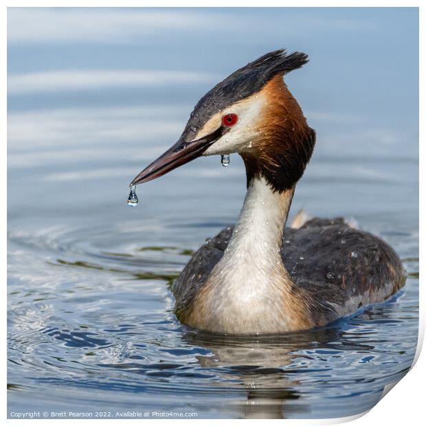 Great Crested Grebe  Print by Brett Pearson