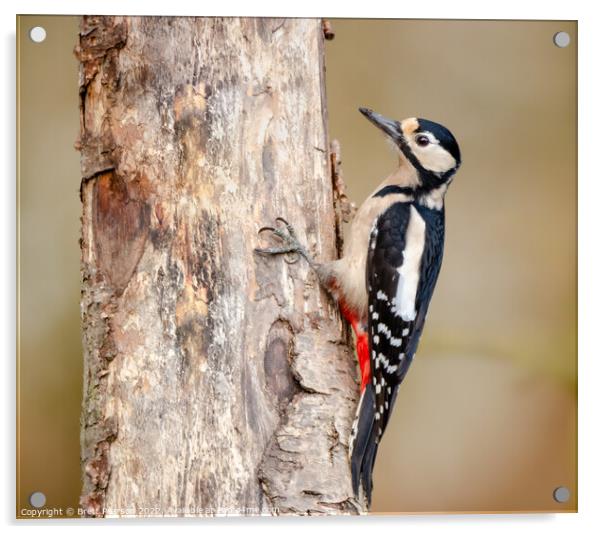 Great Spotted Woodpecker Acrylic by Brett Pearson