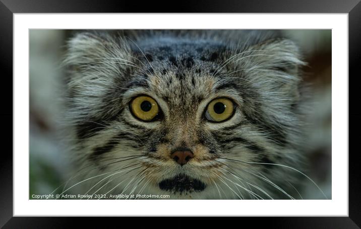 Qara the Pallas Cat Framed Mounted Print by Adrian Rowley