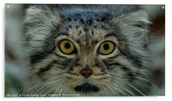 Qara the Pallas Cat Acrylic by Adrian Rowley