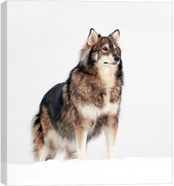 Dog in the snow. Canvas Print by Grant Glendinning