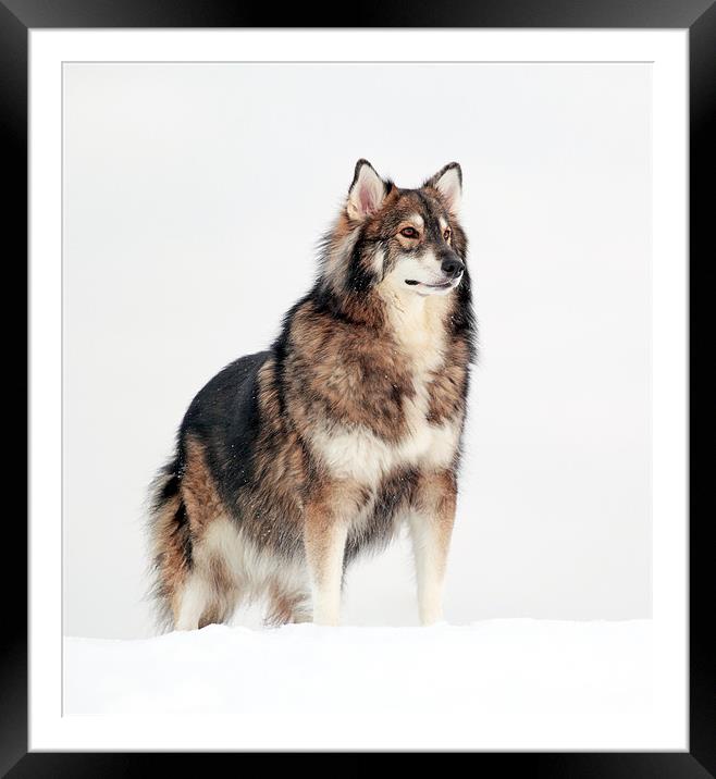 Dog in the snow. Framed Mounted Print by Grant Glendinning