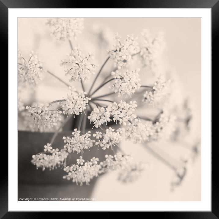 Floral Still Life, Champagne Tones Framed Mounted Print by Imladris 