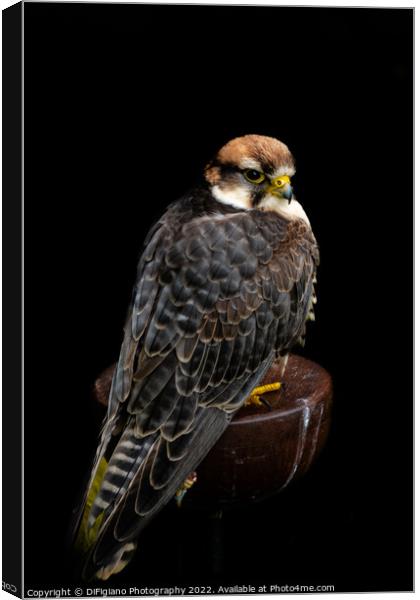 Lanner Falcon Canvas Print by DiFigiano Photography