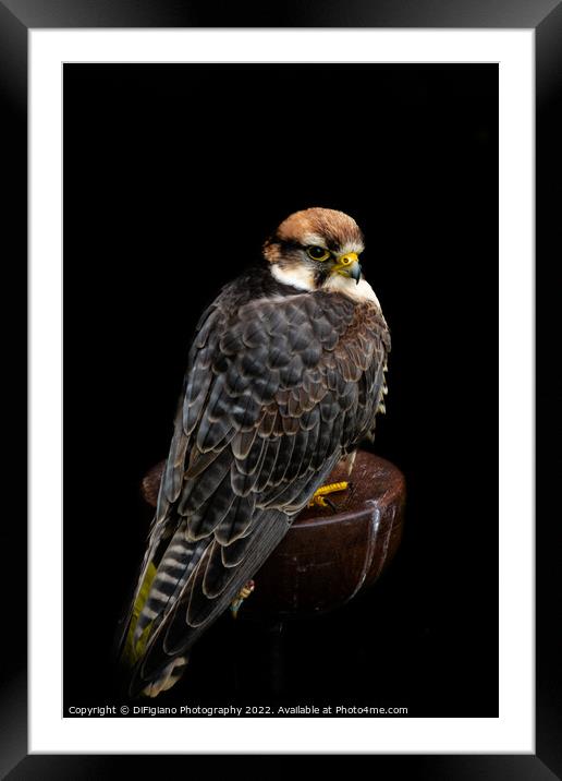 Lanner Falcon Framed Mounted Print by DiFigiano Photography