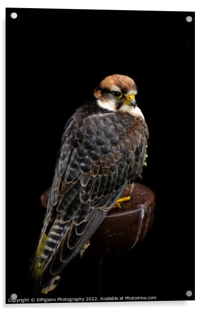 Lanner Falcon Acrylic by DiFigiano Photography