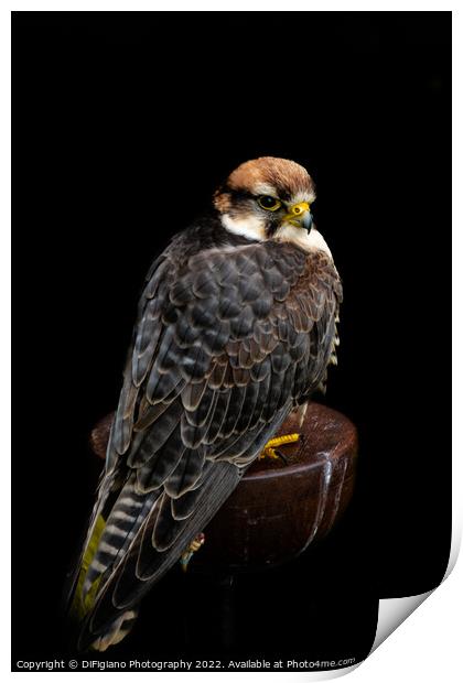 Lanner Falcon Print by DiFigiano Photography