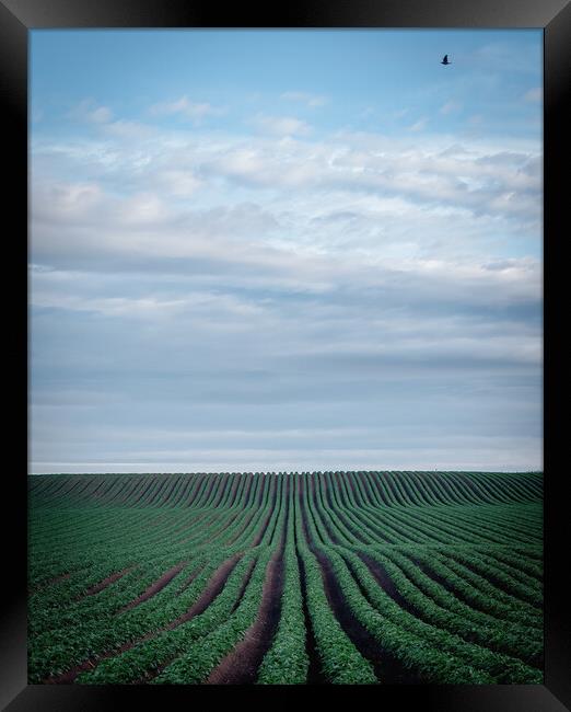 Rolling Hills of Potato Bliss Framed Print by DAVID FRANCIS