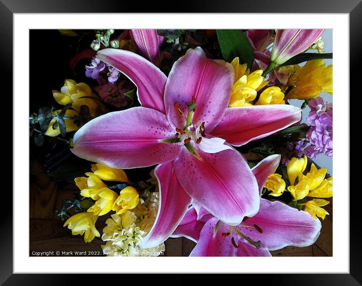 The Lily Explosion. Framed Mounted Print by Mark Ward