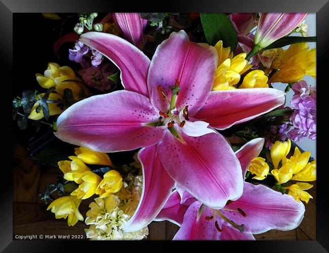 The Lily Explosion. Framed Print by Mark Ward