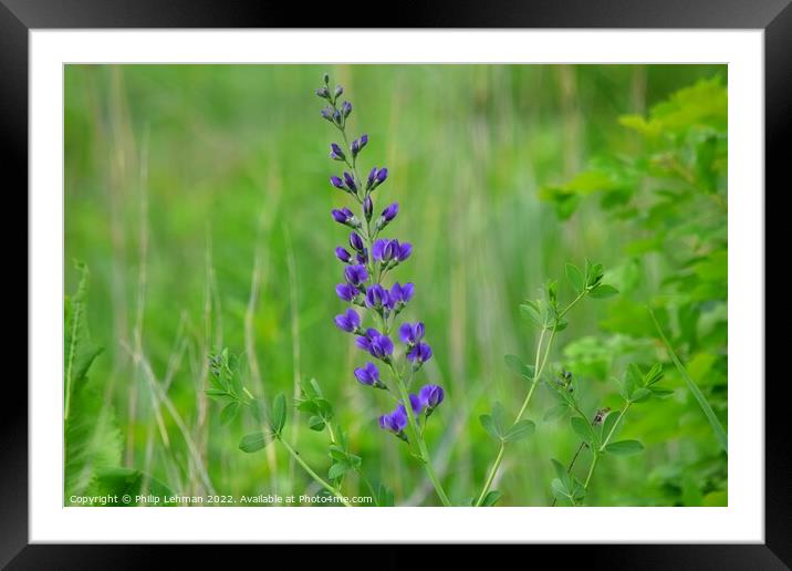 Blue Wild Indigo (4A) Framed Mounted Print by Philip Lehman