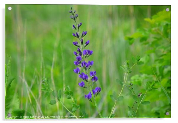 Blue Wild Indigo (4A) Acrylic by Philip Lehman