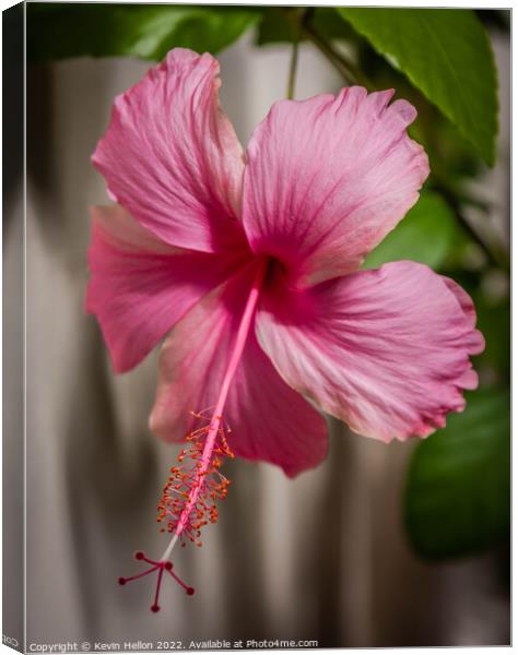 Pink Hibiscus flower Canvas Print by Kevin Hellon