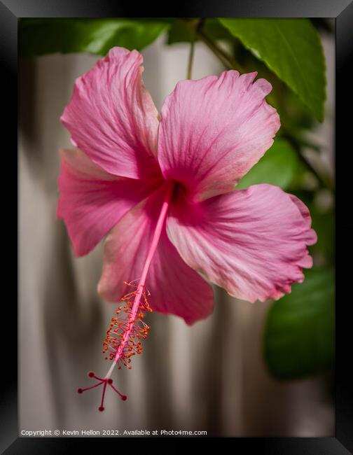 Pink Hibiscus flower Framed Print by Kevin Hellon