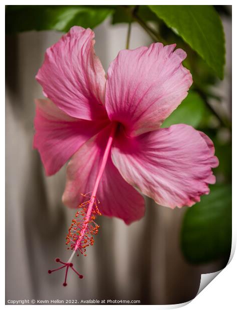 Pink Hibiscus flower Print by Kevin Hellon