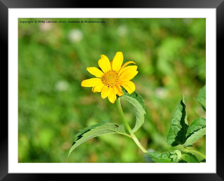 Oxeye-False Sunflower (5A) Framed Mounted Print by Philip Lehman