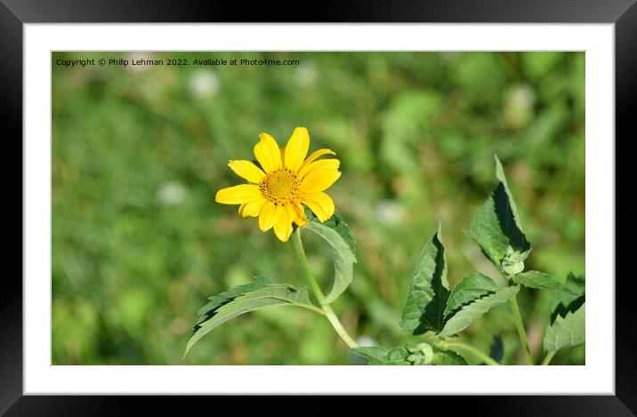 Oxeye-False Sunflower (7A) Framed Mounted Print by Philip Lehman