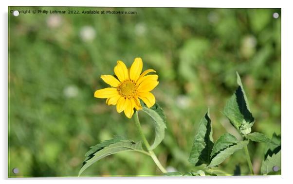 Oxeye-False Sunflower (6A) Acrylic by Philip Lehman