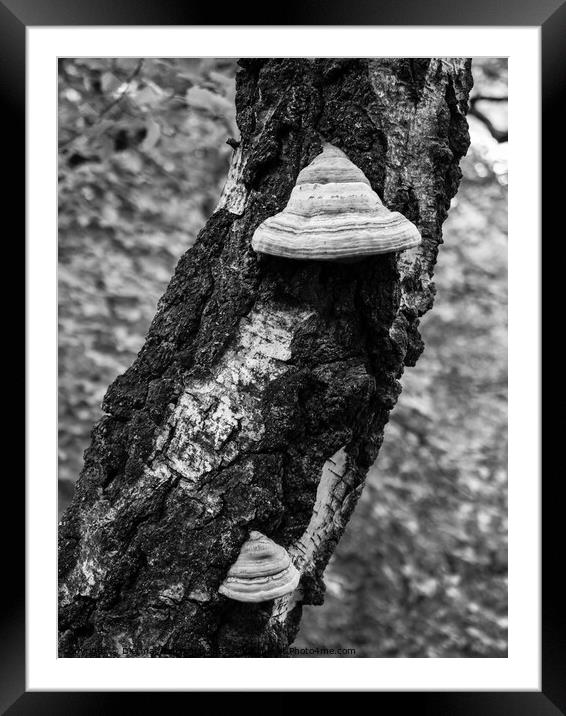 Fungus on Birch Tree Trunk Detail Framed Mounted Print by Dietmar Rauscher