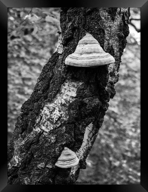 Fungus on Birch Tree Trunk Detail Framed Print by Dietmar Rauscher