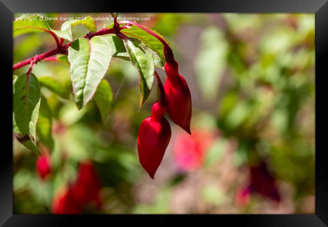 Fuchsia Flower Bouquet Framed Print by Derek Daniel