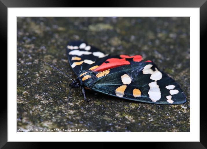 Scarlet Tiger Moth Framed Mounted Print by Simon Marlow