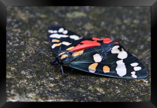 Scarlet Tiger Moth Framed Print by Simon Marlow