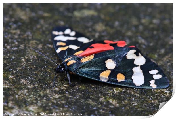 Scarlet Tiger Moth Print by Simon Marlow