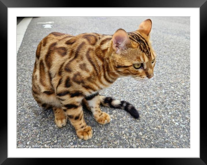 Young Bengal mix cat Framed Mounted Print by Martin Baroch