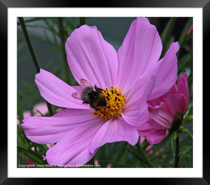 Bee on a Cosmos Framed Mounted Print by James Ward