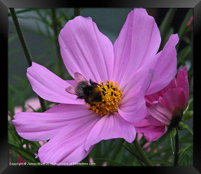 Bee on a Cosmos Framed Print by James Ward