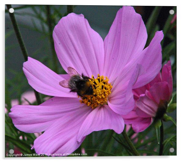 Bee on a Cosmos Acrylic by James Ward