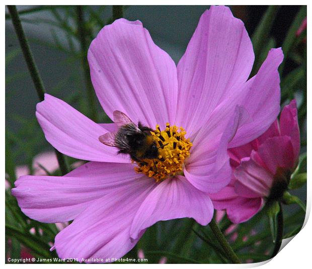 Bee on a Cosmos Print by James Ward