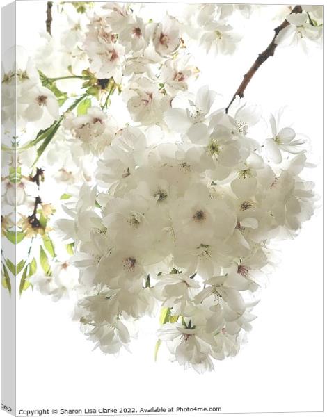 Pure white Canvas Print by Sharon Lisa Clarke