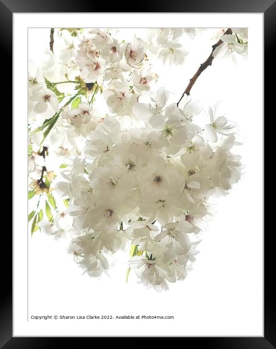 Pure white Framed Mounted Print by Sharon Lisa Clarke