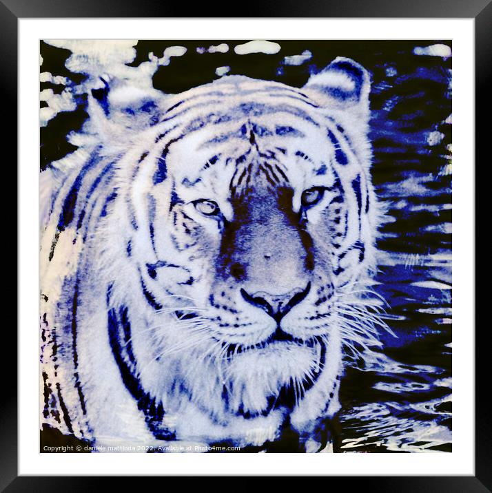 CYANOTYPE EFFECT on the glance of a siberian tiger Framed Mounted Print by daniele mattioda