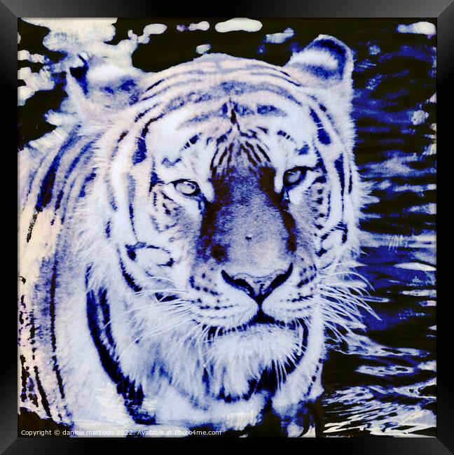 CYANOTYPE EFFECT on the glance of a siberian tiger Framed Print by daniele mattioda