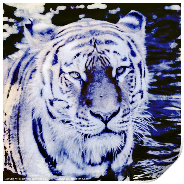 CYANOTYPE EFFECT on the glance of a siberian tiger Print by daniele mattioda