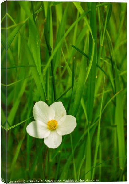 Wild Anemone in Tall Grass Canvas Print by STEPHEN THOMAS