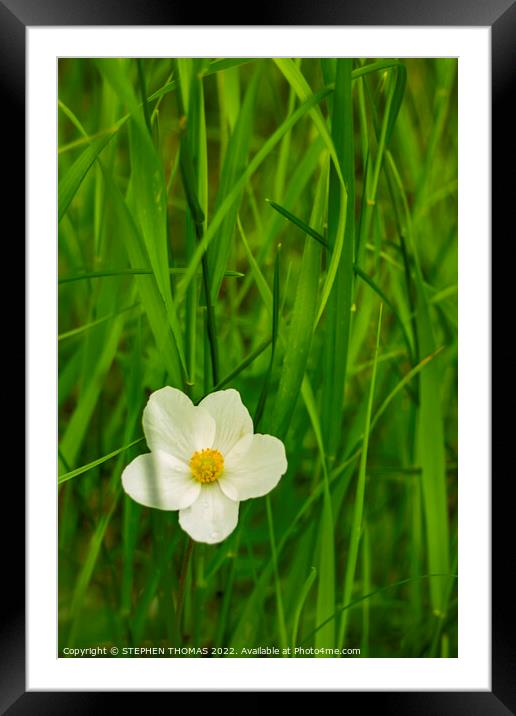Wild Anemone in Tall Grass Framed Mounted Print by STEPHEN THOMAS