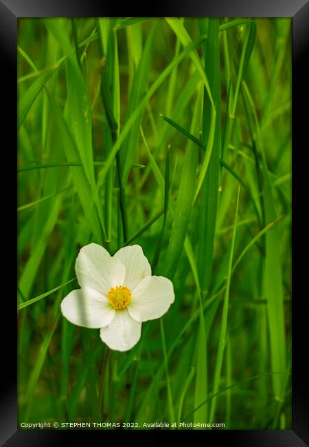 Wild Anemone in Tall Grass Framed Print by STEPHEN THOMAS