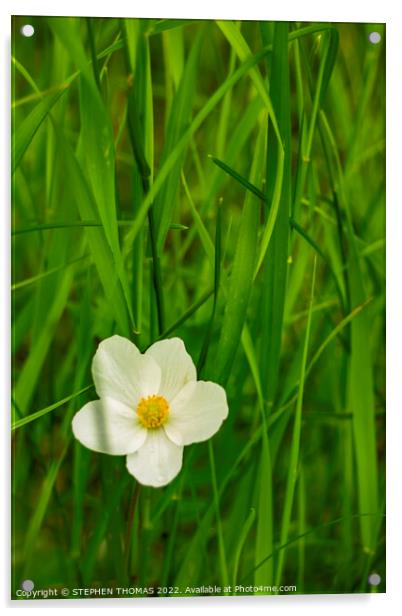 Wild Anemone in Tall Grass Acrylic by STEPHEN THOMAS