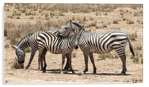 zebra friends Acrylic by penny james