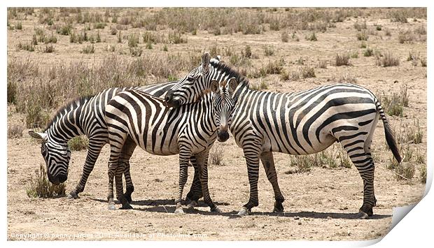 zebra friends Print by penny james