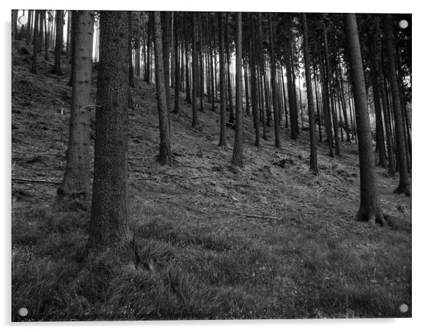 Forest near Karlovy Vary, Czech Republic Acrylic by Dietmar Rauscher